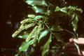 Spanish lime